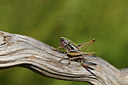 BUITEN BEELD Foto: 407668