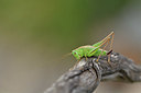 BUITEN BEELD Foto: 407689