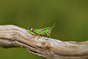 BUITEN BEELD Foto: 407736