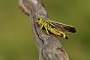 BUITEN BEELD Foto: 407739