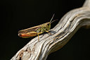 BUITEN BEELD Foto: 407807