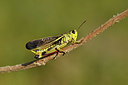 BUITEN BEELD Foto: 407841