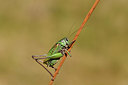 BUITEN BEELD Foto: 407850