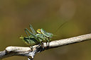 BUITEN BEELD Foto: 407867