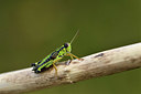 BUITEN BEELD Foto: 407889