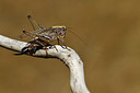 BUITEN BEELD Foto: 407932