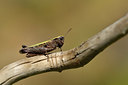 BUITEN BEELD Foto: 407949