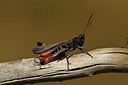 BUITEN BEELD Foto: 407951
