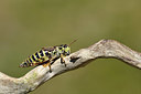 BUITEN BEELD Foto: 407998