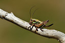 BUITEN BEELD Foto: 408009