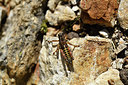 BUITEN BEELD Foto: 408036