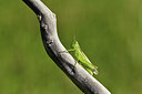 BUITEN BEELD Foto: 408052