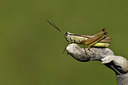 BUITEN BEELD Foto: 408061