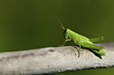 BUITEN BEELD Foto: 408066