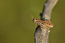 BUITEN BEELD Foto: 408092