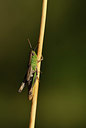 BUITEN BEELD Foto: 408111