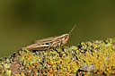 BUITEN BEELD Foto: 408114