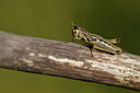 BUITEN BEELD Foto: 408123