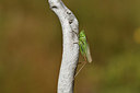 BUITEN BEELD Foto: 408158