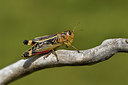 BUITEN BEELD Foto: 408235