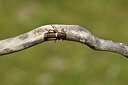 BUITEN BEELD Foto: 408243