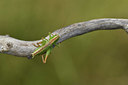 BUITEN BEELD Foto: 408253