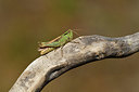 BUITEN BEELD Foto: 408304