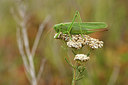 BUITEN BEELD Foto: 408392