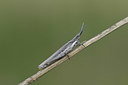 BUITEN BEELD Foto: 408416