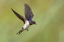 BUITEN BEELD Foto: 408568