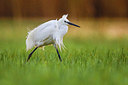 BUITEN BEELD Foto: 408593