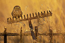 BUITEN BEELD Foto: 408615