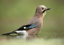 BUITEN BEELD Foto: 408791