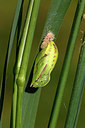 BUITEN BEELD Foto: 408882