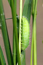 BUITEN BEELD Foto: 408940