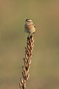 BUITEN BEELD Foto: 40023