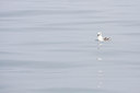 BUITEN BEELD Foto: 40127