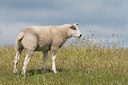 BUITEN BEELD Foto: 40218