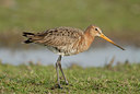 BUITEN BEELD Foto: 40258