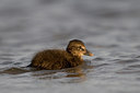 BUITEN BEELD Foto: 40268