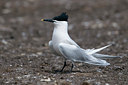 BUITEN BEELD Foto: 40274