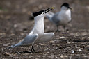 BUITEN BEELD Foto: 40277