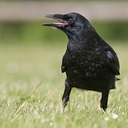 BUITEN BEELD Foto: 40279
