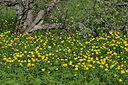 BUITEN BEELD Foto: 40336