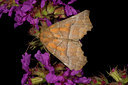 BUITEN BEELD Foto: 40392