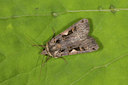 BUITEN BEELD Foto: 40449
