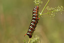 BUITEN BEELD Foto: 40481