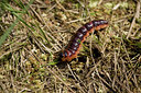 BUITEN BEELD Foto: 40501