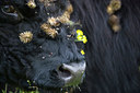BUITEN BEELD Foto: 40518