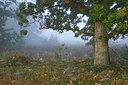 BUITEN BEELD Foto: 40548